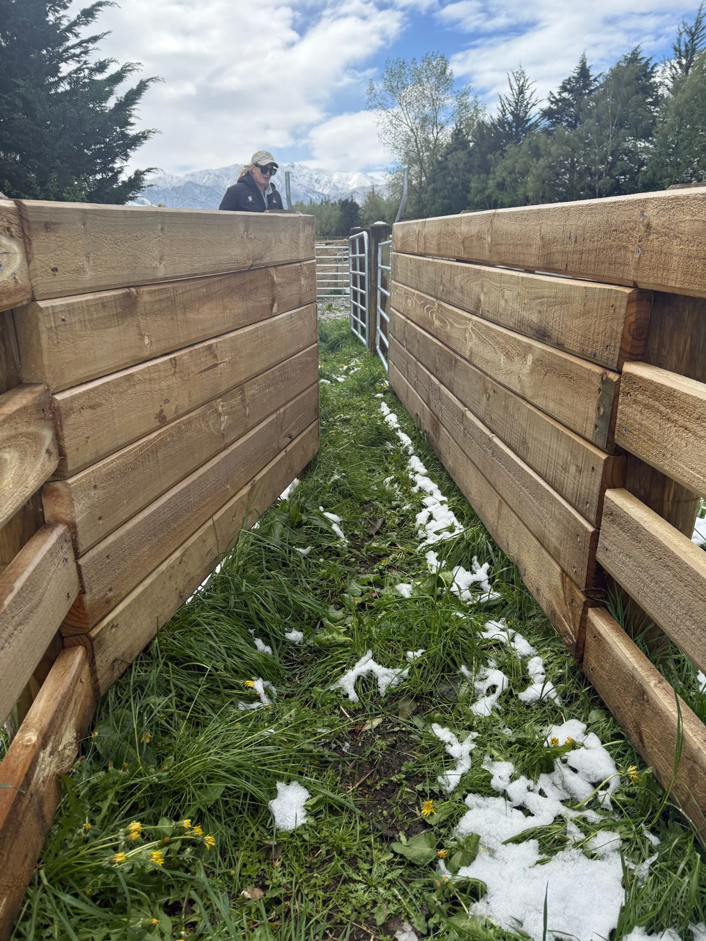 Close-up of the finished timber cattle race walls, snow-capped Southern Alps behind